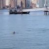 Three Dolphins Spotted Frolicking In East River Near Greenpoint